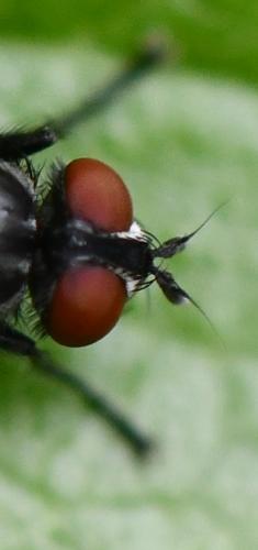 Sarcophaga sp.
